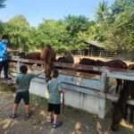 אמפאווה- המקדש החבוק בעץ 4