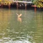 אמפאווה - הנץ האדום