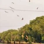 אמפאווה - הנץ האדום 4