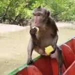 אמפאווה - הקופים השוחים