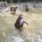 אמפאווה - הקופים השוחים 2