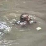 אמפאווה - הקופים השוחים 4