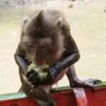 אמפאווה - הקופים השוחים 5