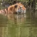 לודג' ושמורה לשיקום חיות בר 1