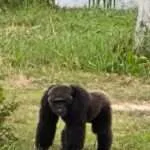 לודג' ושמורה לשיקום חיות בר 3