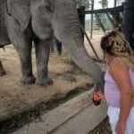 לודג' ושמורה לשיקום חיות בר 4