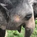 לודג' ושמורה לשיקום חיות בר - להתעורר עם הפילים 1