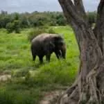 לודג' ושמורה לשיקום חיות בר - להתעורר עם הפילים 2