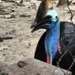 לודג' ושמורה - סיור בוקר - חיות נוספות