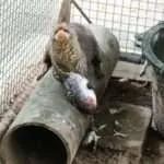 לודג' ושמורה - סיור בוקר - חיות נוספות (3)