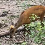 לודג' ושמורה - סיור בוקר - חיות נוספות (4)