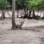 לודג' ושמורה - סיור בוקר - חיות נוספות (6)