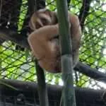 לודג' ושמורה - סיור בוקר - חיות נוספות (7)