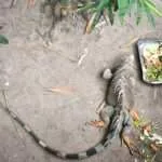 לודג' ושמורה - סיור בוקר - חיות נוספות (8)