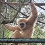 לודג' ושמורה - סיור בוקר - קופים 2