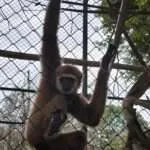 לודג' ושמורה - סיור בוקר - קופים 3