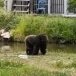 לודג' ושמורה - סיור סיור אחה''צ - הגורילה (2)