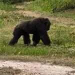 לודג' ושמורה - סיור סיור אחה''צ - הגורילה (4)