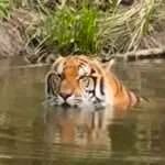 לודג' ושמורה - סיור סיור אחה''צ - טיגריסים ועוד