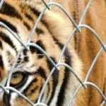 לודג' ושמורה - סיור סיור אחה''צ - טיגריסים ועוד (2)