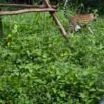 לודג' ושמורה - סיור סיור אחה''צ - טיגריסים ועוד (4)