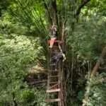 סאי יוק - אומגות (2)