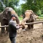 סאי יוק - חוויית הפילים (4)