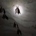 סאי יוק - מערת הנטיפים (2)