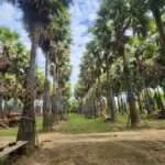 פטבורי - חוות מטעי וחקלאות עצי הדקל