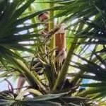 פטבורי - חוות מטעי וחקלאות עצי הדקל (2)