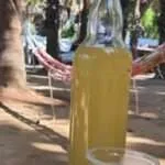 פטבורי - חוות מטעי וחקלאות עצי הדקל (5)