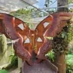 קנגקארצ'אנג - כללי