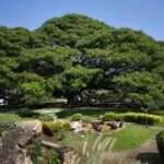 קנצ'אנבורי - העץ הענק