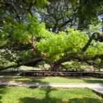 קנצ'אנבורי - העץ הענק (2)