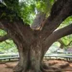 קנצ'אנבורי - העץ הענק (3)