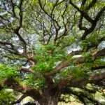 קנצ'אנבורי - העץ הענק (6)