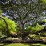 קנצ'אנבורי - העץ הענק (7)