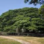 קנצ'אנבורי - העץ הענק (8)