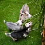 קנצ'אנבורי - חוות המייפל (4)