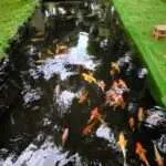 קנצ'אנבורי - חוות המייפל (6)