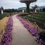 קנצ'אנבורי - חוות המייפל (7)