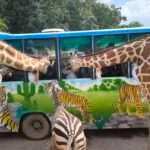 קנצ'אנבורי - ספארי האכלת חיות