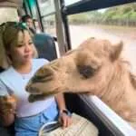 קנצ'אנבורי - ספארי האכלת חיות (2)