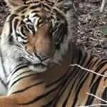 קנצ'אנבורי - ספארי האכלת חיות (3)