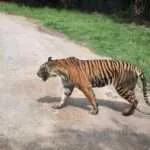 קנצ'אנבורי - ספארי האכלת חיות (5)