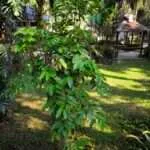 קנצ'אנבורי - תרבות הקפה (5)