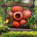 אגם ציאולאן ויער הגשם קאו סוק - כללי (4)