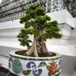 בנגקוק - וואט ארון (6)