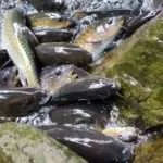 הואה הין - מפלי פה לה או (4)