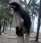 הואה הין – שמורת הטבע שלוש מאות הפסגות (6)